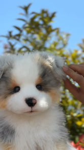 Hand-crafted Realistic Tri-color Border Collie Plush