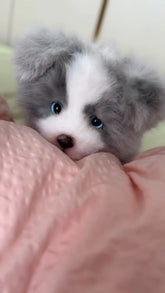 Handcrafted Lifelike Grey Border Collie Plush