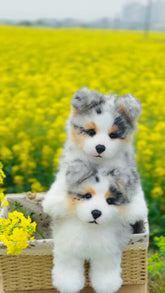 Hand-crafted Realistic Tri-color Border Collie Plush