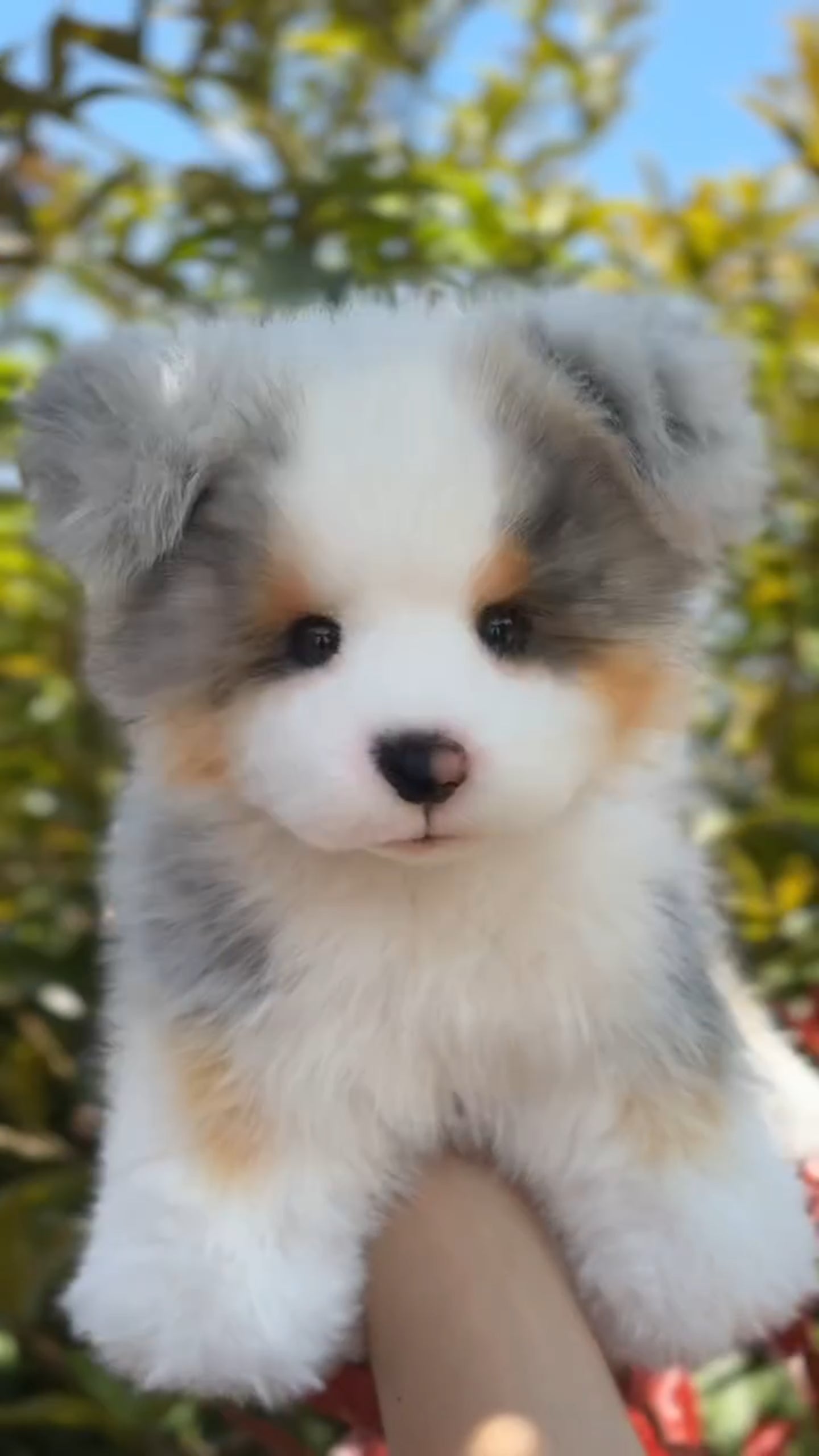 Hand-crafted Realistic Tri-color Border Collie Plush Standing Version