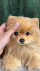 Handcrafted Realistic Pomeranian Plush Standing Version
