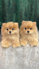 Handcrafted Realistic Pomeranian Plush Standing Version