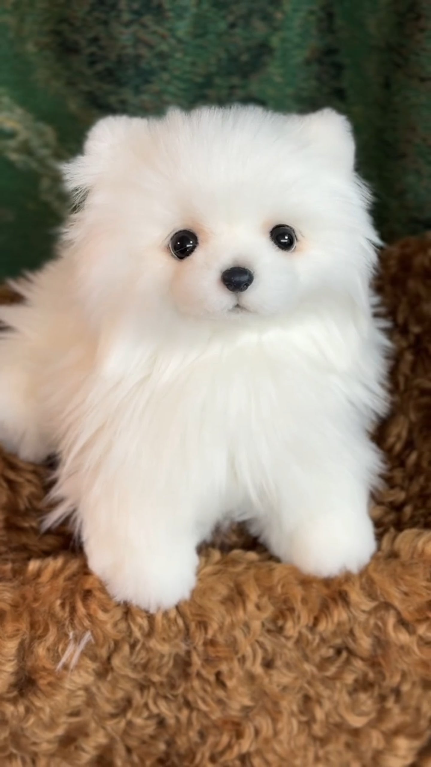 Handcrafted Realistic Pomeranian Plush Standing Version