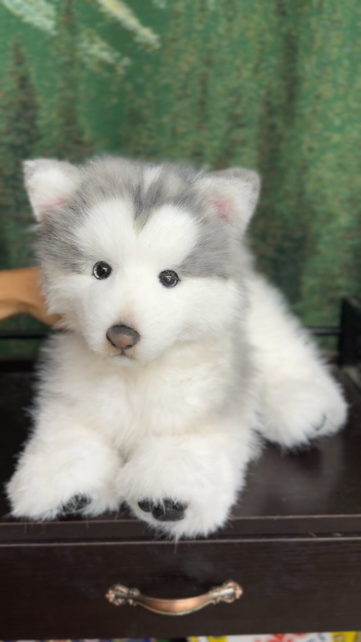Handcrafted Realistic Grey Alaskan Malamute Plush Standing Version