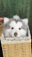 Handcrafted Realistic Grey Alaskan Malamute Plush Standing Version