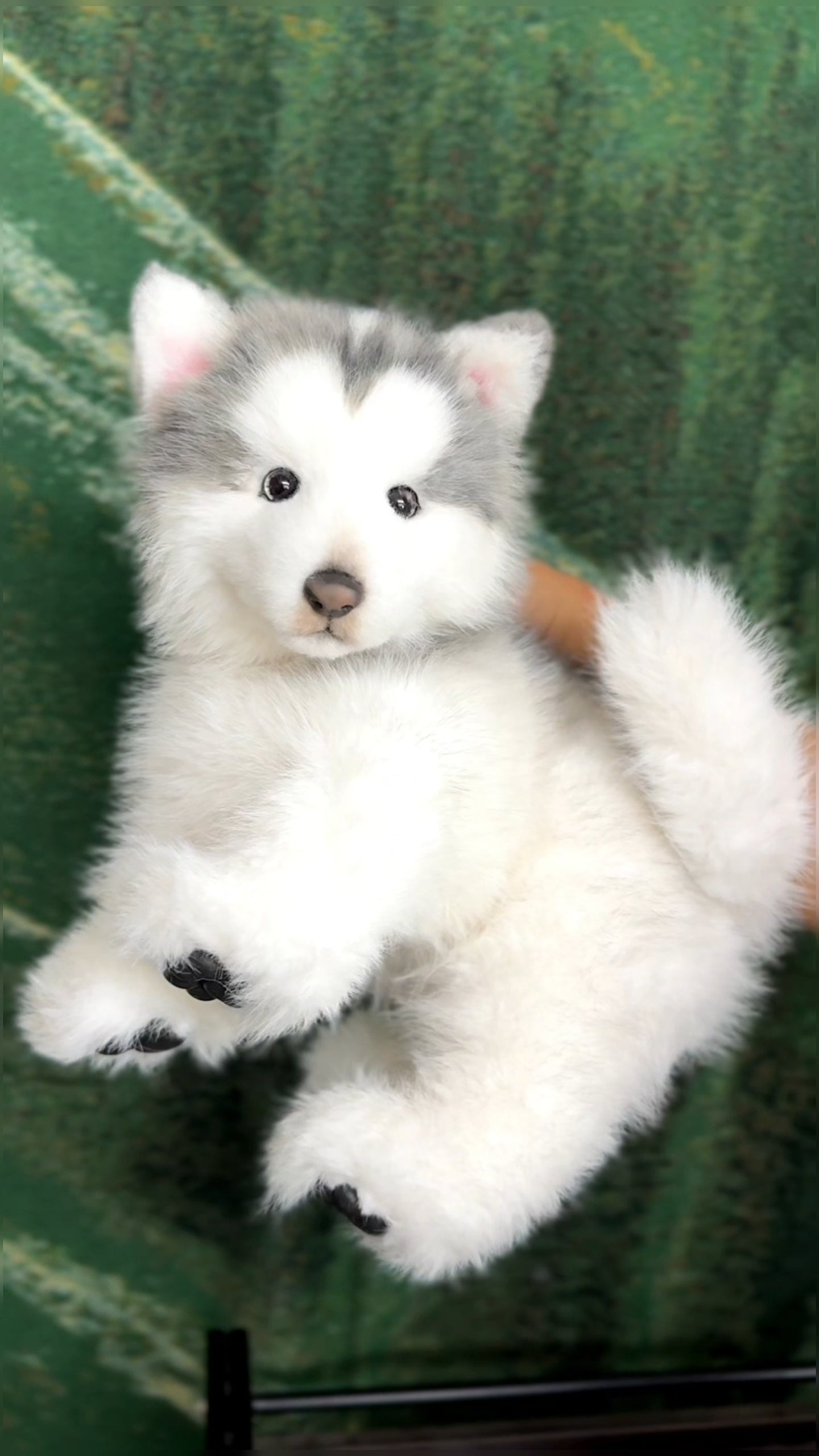 Handcrafted Realistic Grey Alaskan Malamute Plush Standing Version