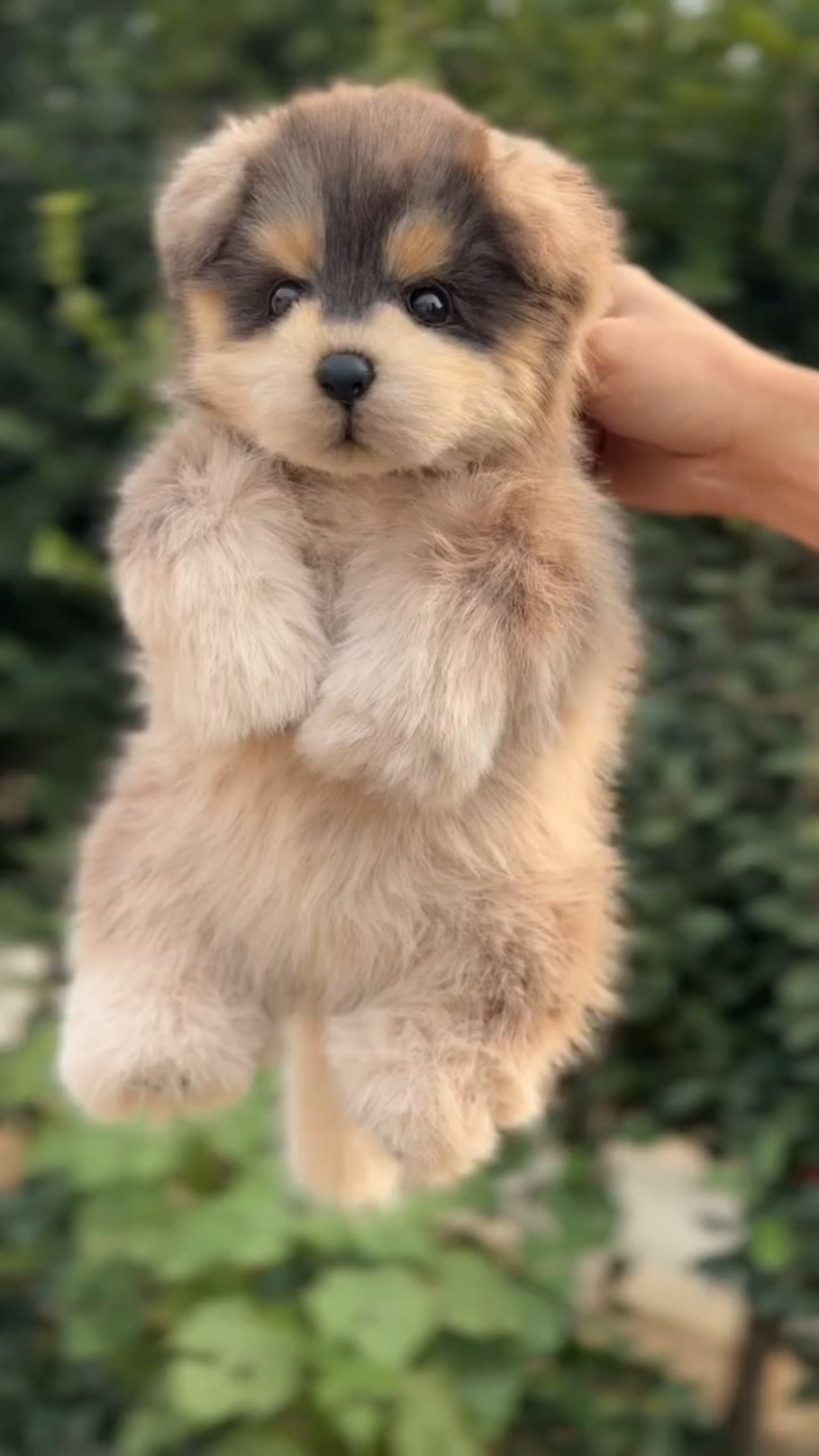 Handcrafted Realistic Plush Tusu puppy