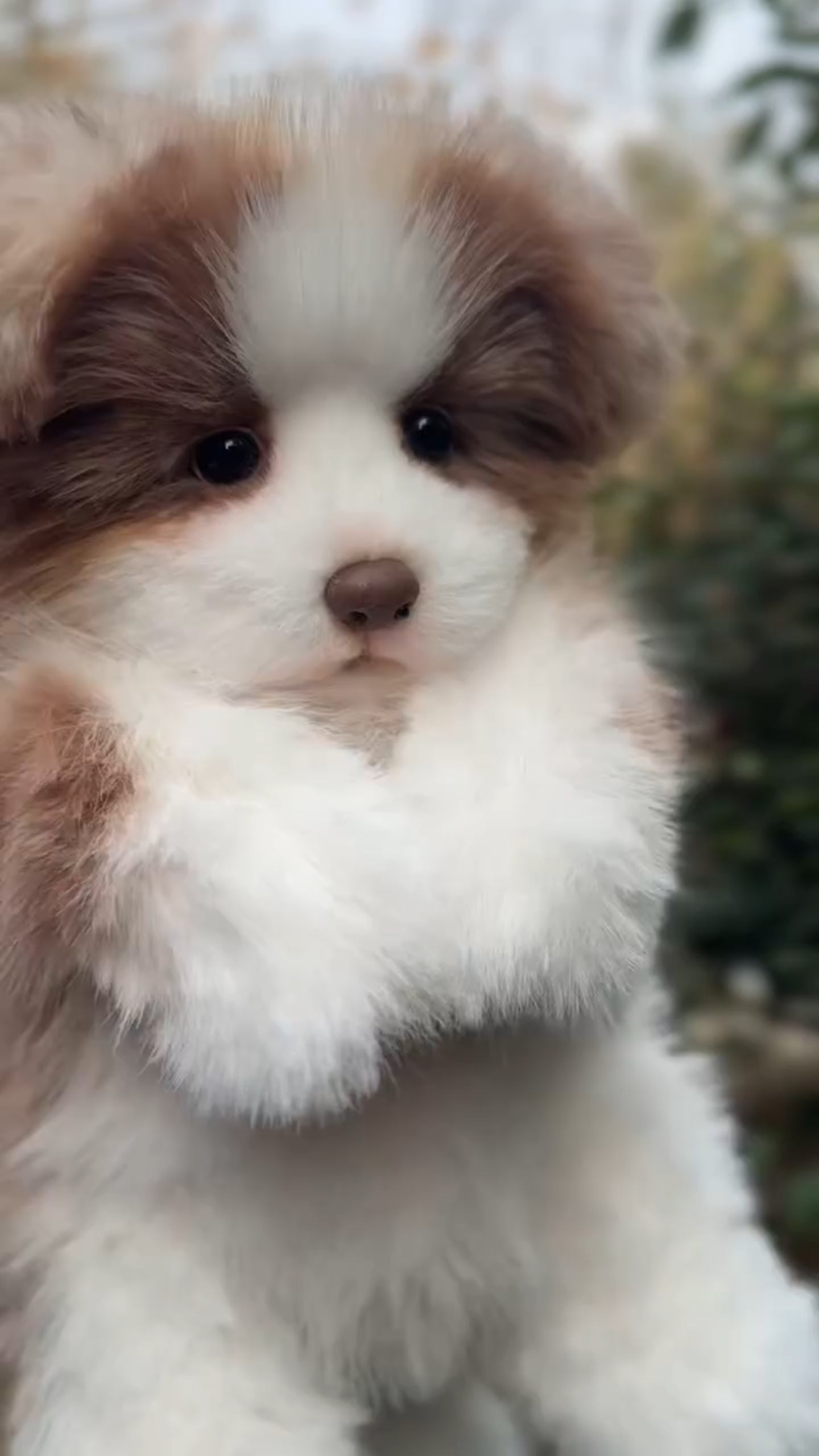 Handcrafted Lifelike Special Edition Border Collie Plush