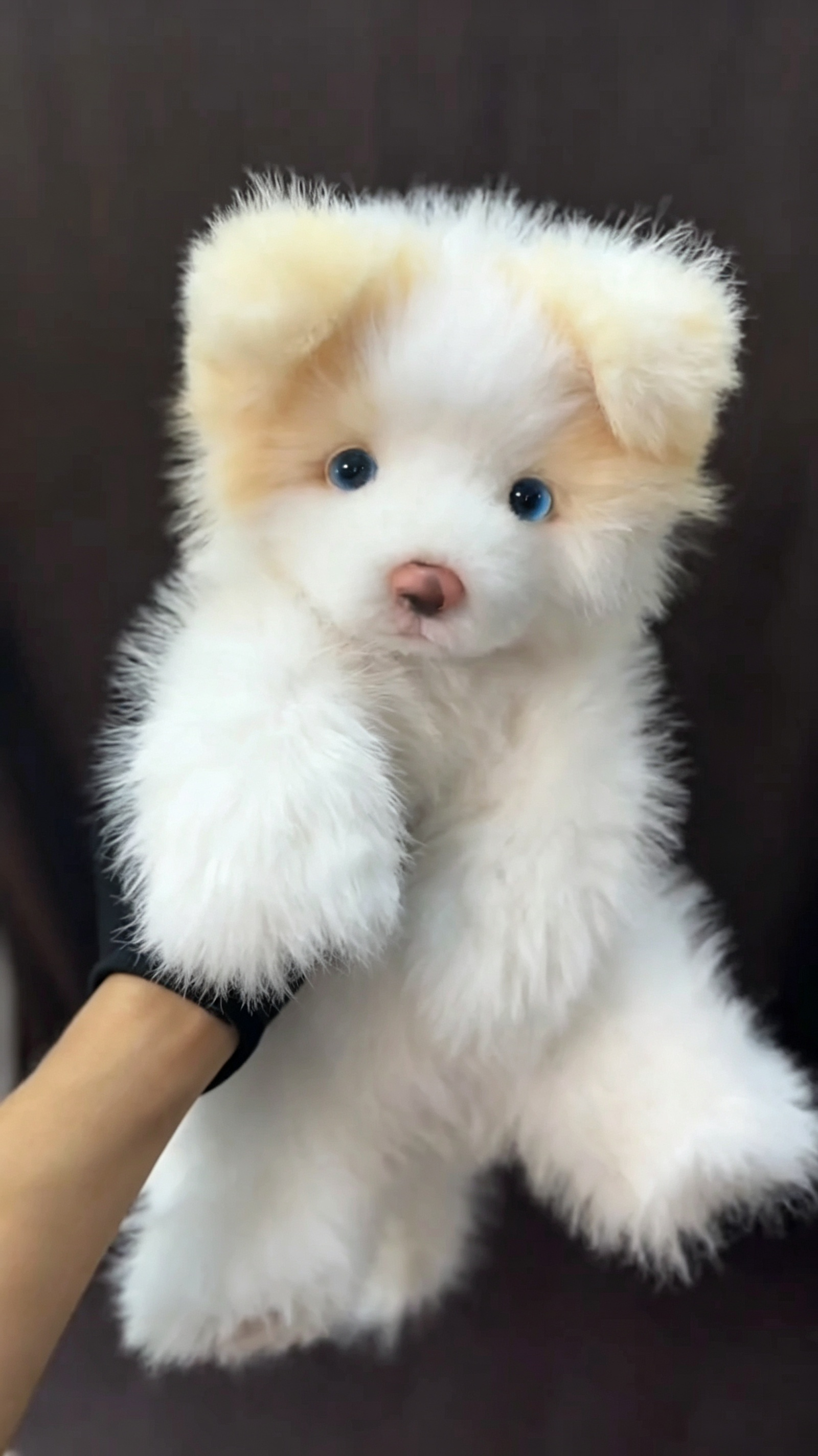 Handcrafted realistic Golden Border Collie puppy plush