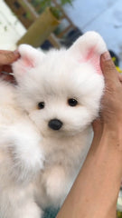 Hand-crafted Realistic West Highland White Terrier Plush