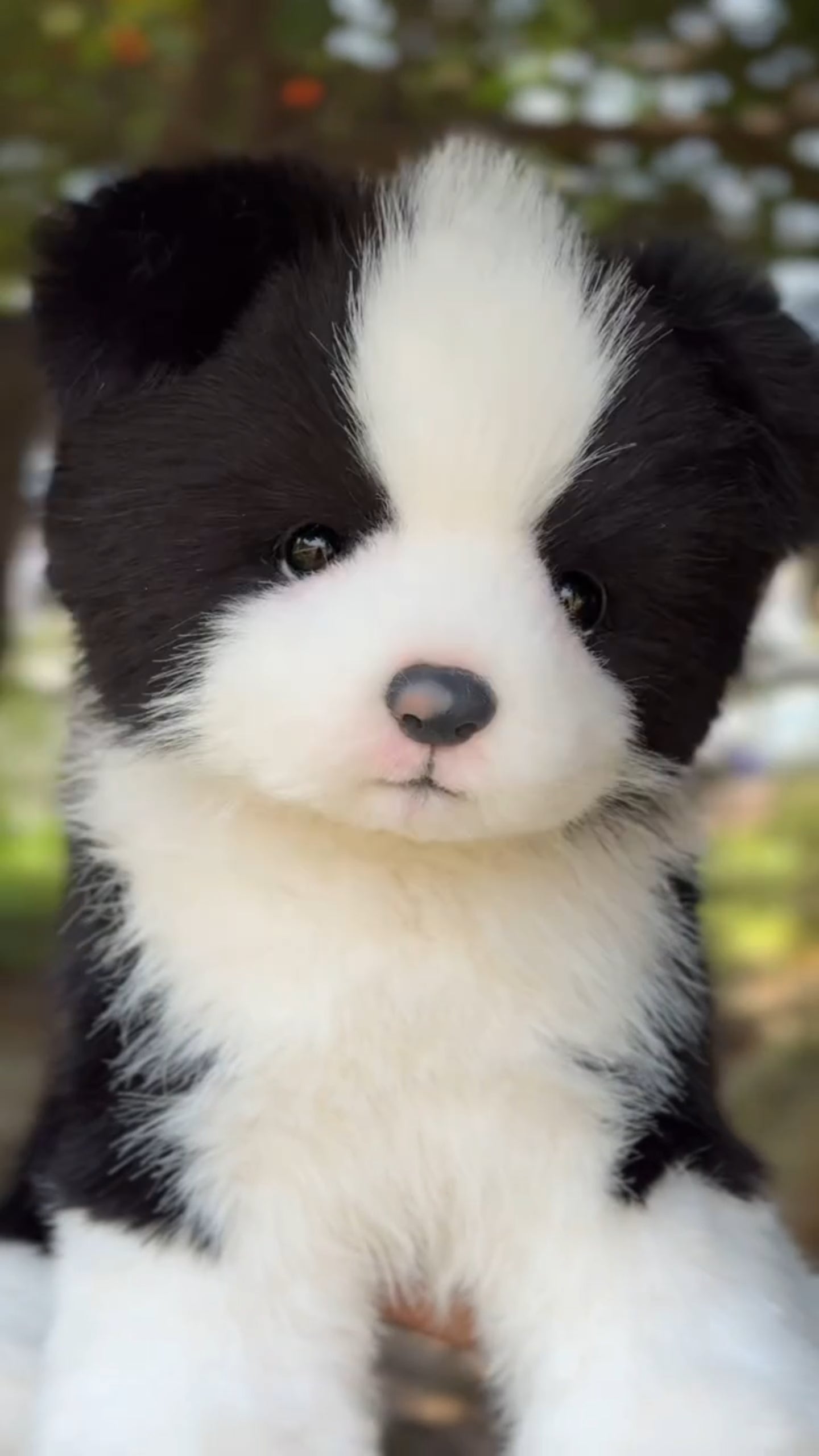 Handcrafted Realistic Black-and-White Border Collie Plush