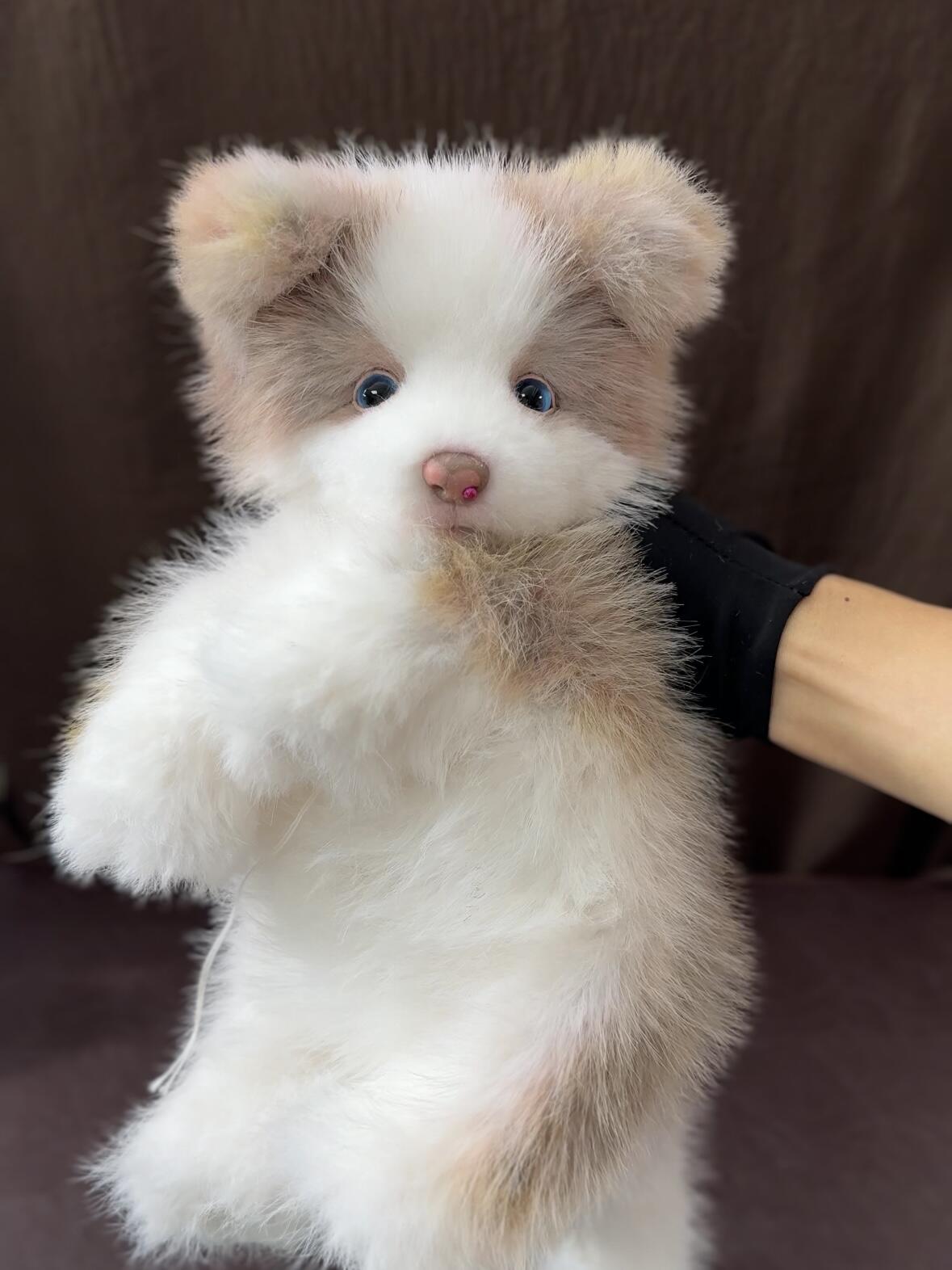 Handcrafted realistic Chocolate Border Collie puppy plush