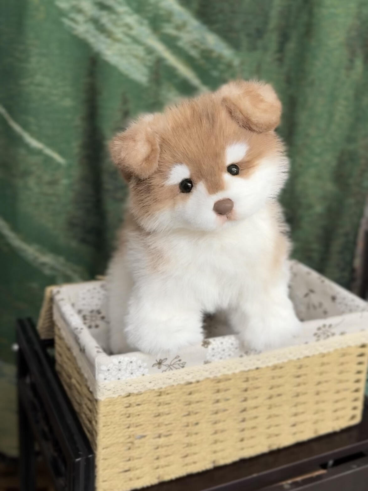 Handcrafted realistic Alaskan Malamute puppy plush Standing Version