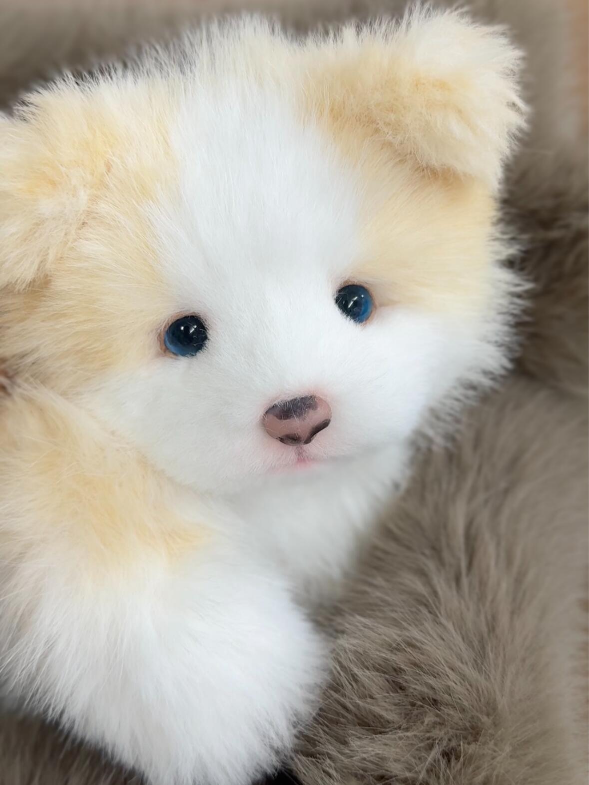 Handcrafted realistic Golden Border Collie puppy plush